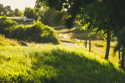 Scenic view of field