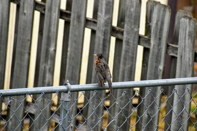 Bird perching on fence