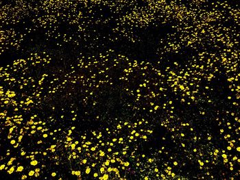 Full frame shot of yellow flowers