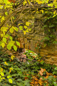 Leaves on tree trunk