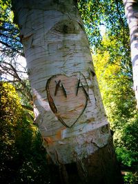 Low angle view of tree trunk