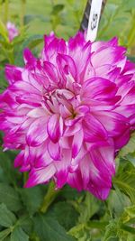 Close-up of pink flower blooming outdoors