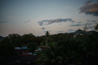 Plants and trees against sky during sunset