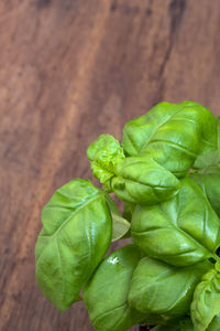 Close-up of green leaves