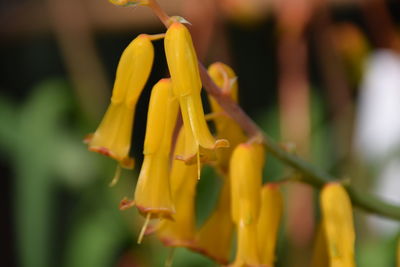 Close-up of yellow flower