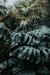 Close-up of fresh green plant