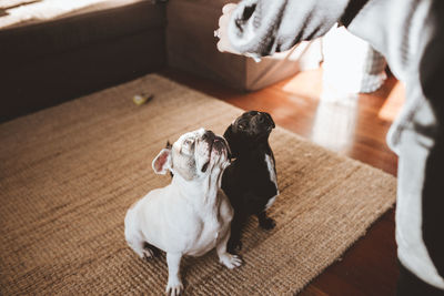 Unrecognizable person training two obedient dogs while standing in stylish room at home