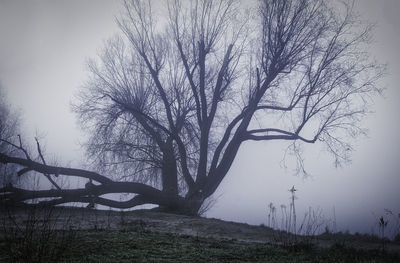 Bare tree on field against sky