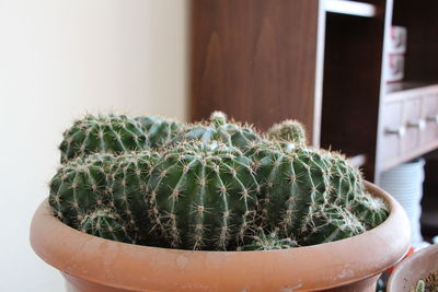 Close-up of succulent plant in pot