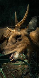 Close-up of deer