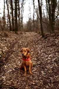 Portrait of dog in forest