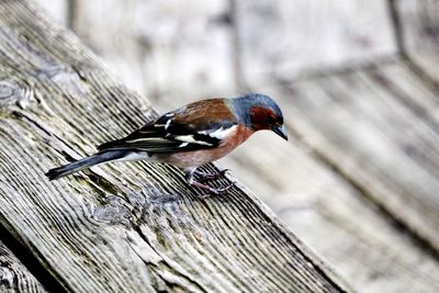 Close-up of bird perching on wood