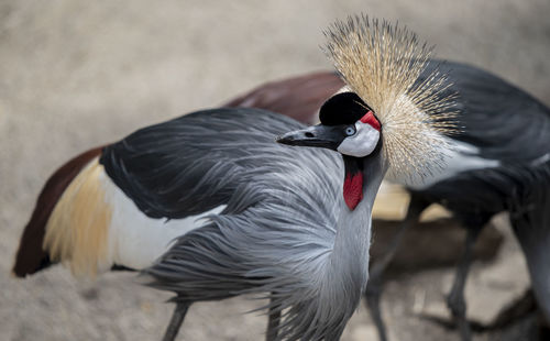 Close-up of duck