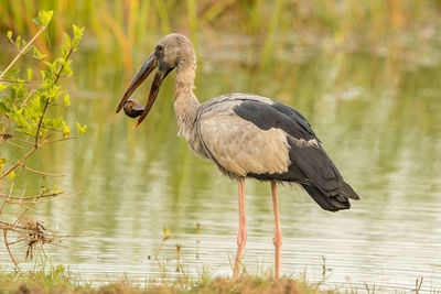 High angle view of gray heron on lake