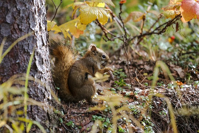 Close-up of a red squirrel nibbling at a cone