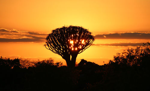Silhouette trees against sky during sunset