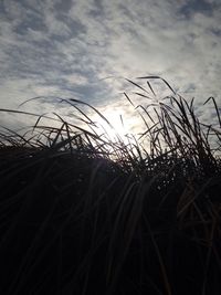 Close-up of grass against sky during sunset