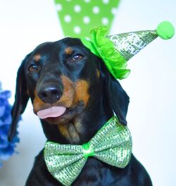 Close-up portrait of dog