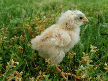 Close-up of chick on field