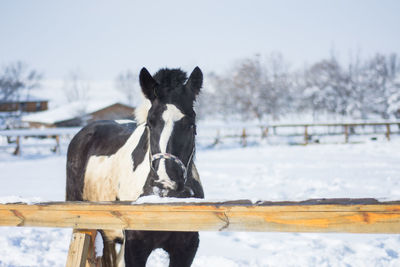 Horse standing on snow covered field against sky