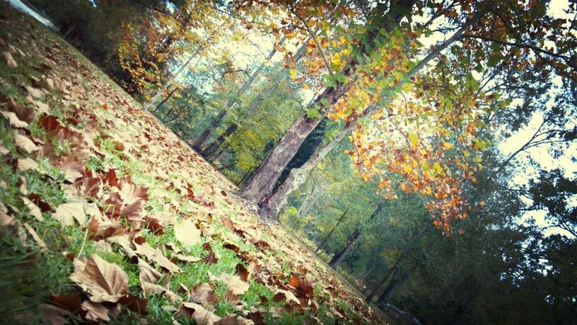 tree, autumn, growth, leaf, branch, nature, change, tranquility, low angle view, tree trunk, forest, beauty in nature, green color, day, outdoors, tranquil scene, season, no people, scenics, sunlight