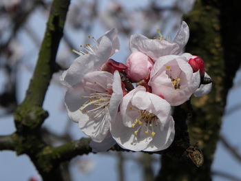 Close-up of white flower