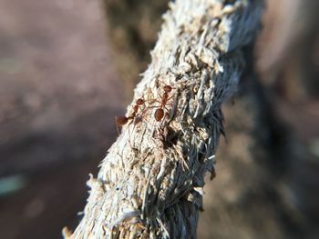 Close-up of ant on tree trunk