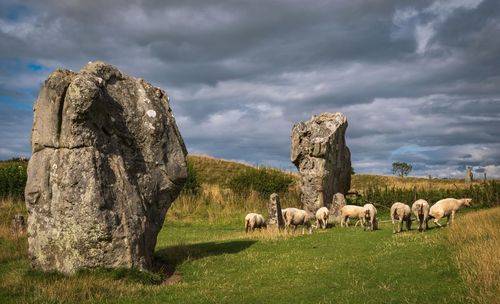 View of sheep on field