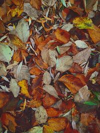 Leaves in autumn