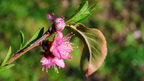 Close-up of pink flowering plant