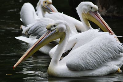 Close-up of swans swimming in lake