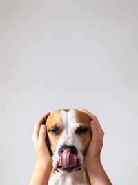 Midsection of person holding dog against white background