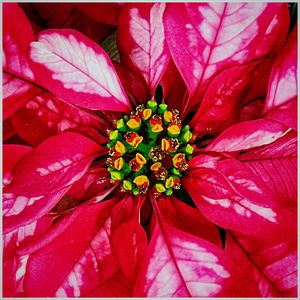 Close up of red flower