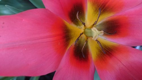 Close-up of red flower