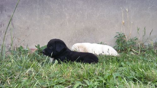 Cat relaxing on grassy field