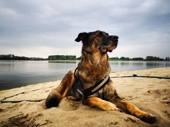 Dog sitting on beach