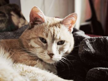 Close-up portrait of a cat