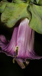 Close-up of flowers
