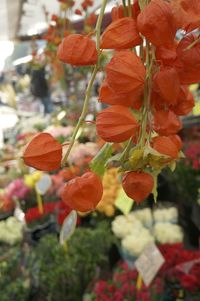 Close-up of leaves against blurred background