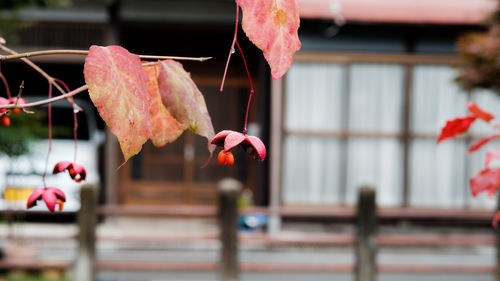 Close-up of red leaves hanging on plant