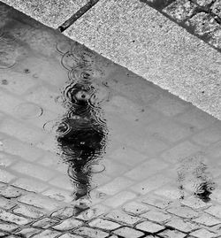 High angle view of wet horse in water