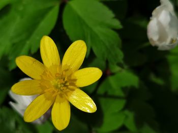 Close-up of yellow flowering plant