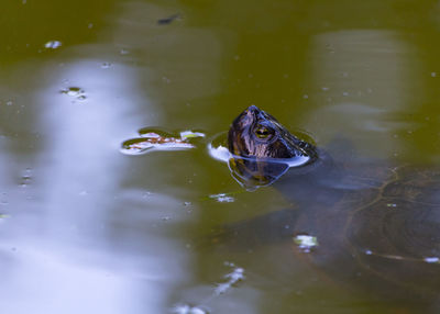High angle view of frog swimming in lake
