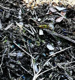 Full frame shot of dry leaf