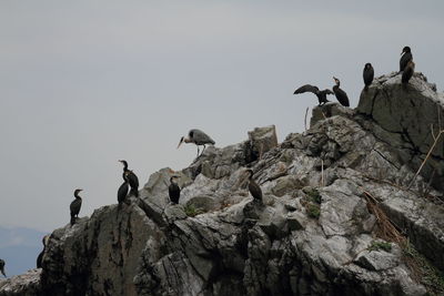 Low angle view of birds against clear sky