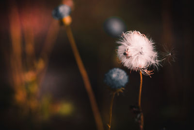 Close-up of dandelion against blurred background