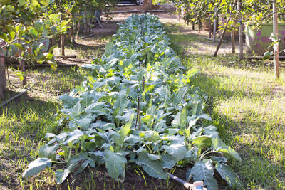 Close-up of plants growing on field