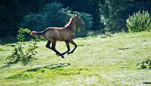 Horse on landscape