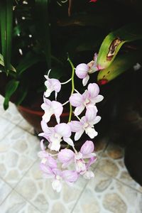 Close-up of pink flower pot