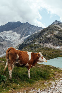 Horse on field against mountain range